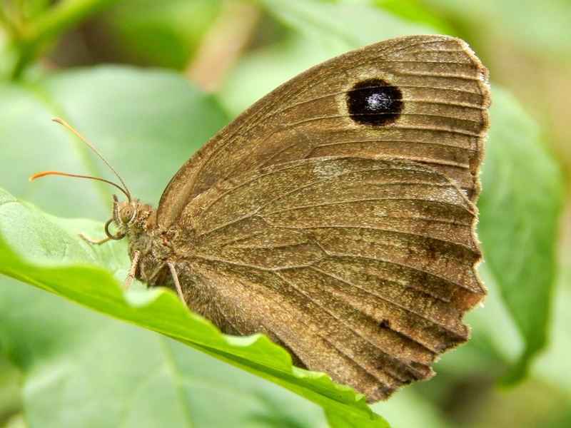 Parco del ticino : incontri del 23/8/14